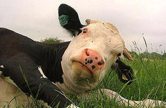 Got Milk?
